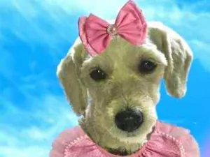 Cachorro raça  idade 1 ano nome Julie 