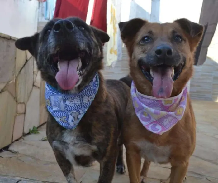 Cachorro ra a  idade 3 anos nome Casal 20