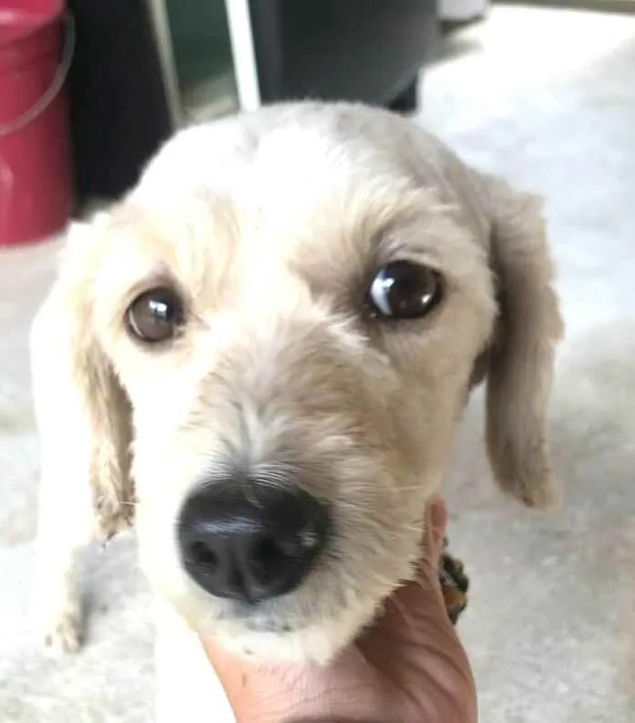 Cachorro ra a  idade 1 ano nome Julie