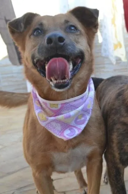 Cachorro ra a  idade 3 anos nome Casal 20