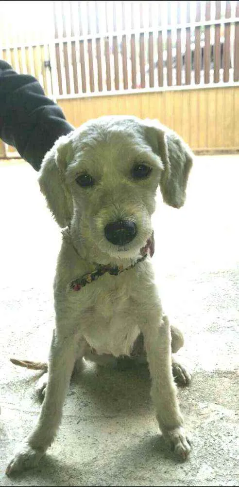 Cachorro ra a  idade 1 ano nome Julie