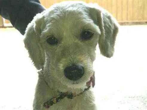 Cachorro ra a  idade 1 ano nome Julie