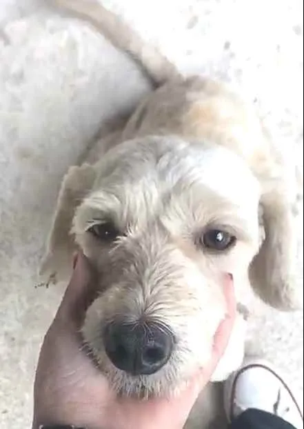 Cachorro ra a  idade 1 ano nome Julie