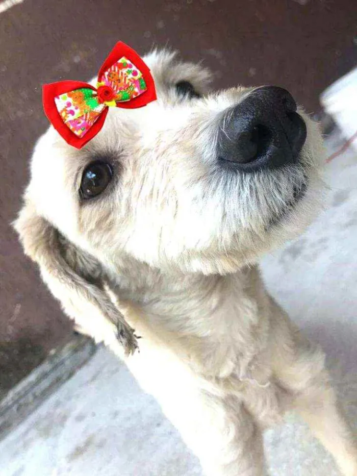 Cachorro ra a  idade 1 ano nome Julie