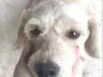 Julie