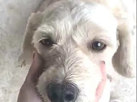 Cachorro ra a  idade 1 ano nome Julie