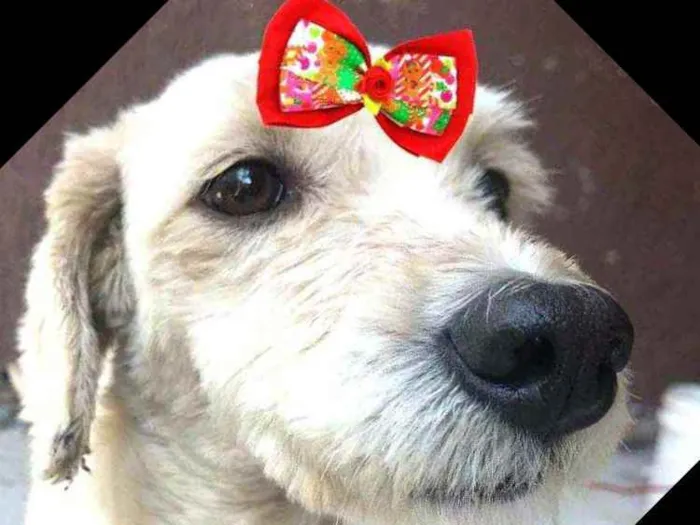 Cachorro ra a  idade 1 ano nome Julie