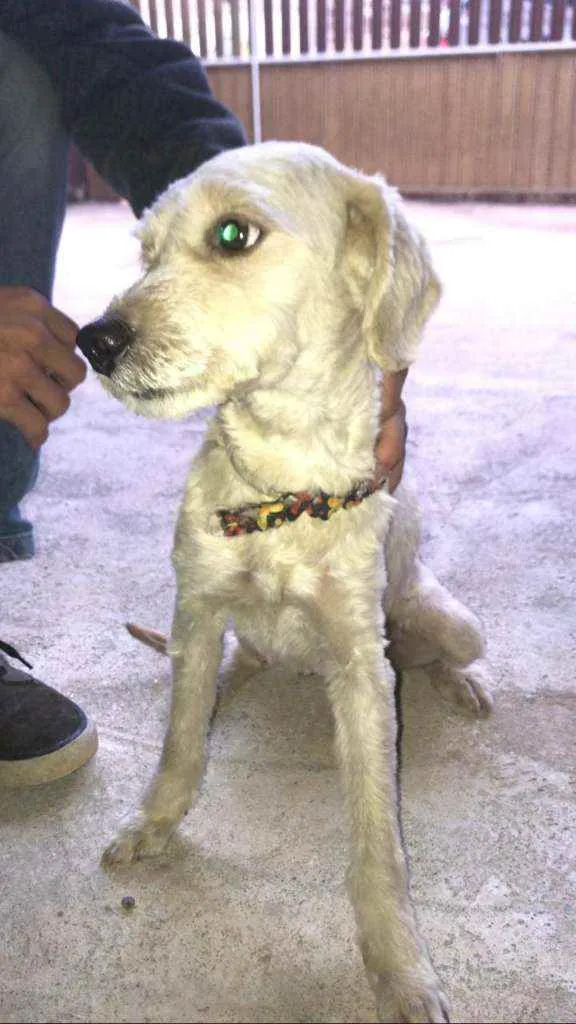 Cachorro ra a  idade 1 ano nome Julie