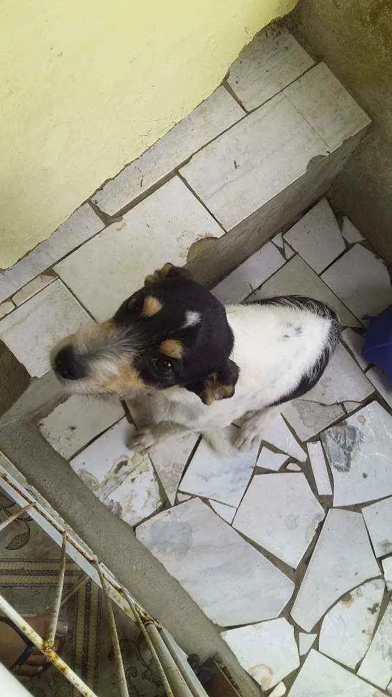 Cachorro ra a Vira lata idade 1 ano nome Major 