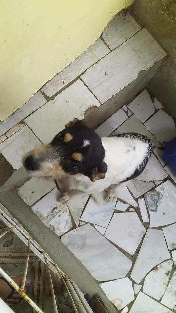 Cachorro ra a Vira lata idade 1 ano nome Major