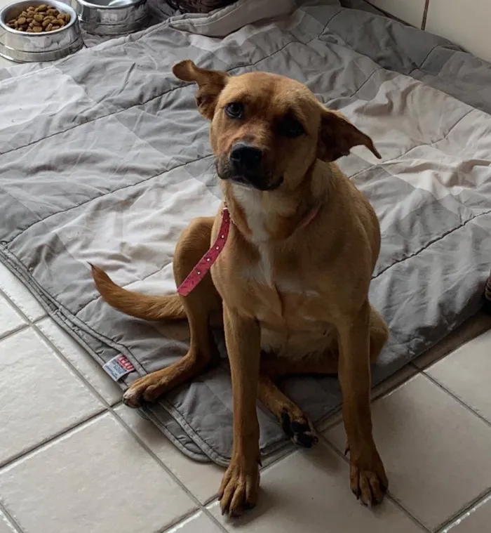 Cachorro ra a SRD-ViraLata idade 2 anos nome Love