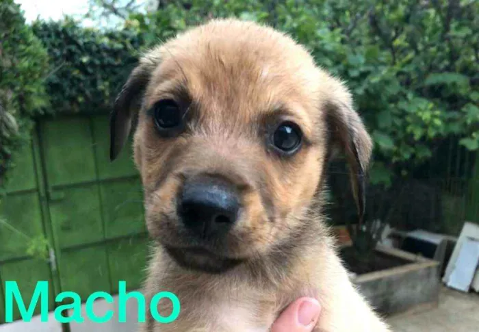 Cachorro ra a  idade Abaixo de 2 meses nome Filhotes