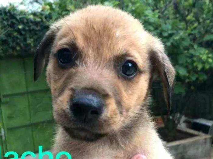 Cachorro ra a  idade Abaixo de 2 meses nome Filhotes