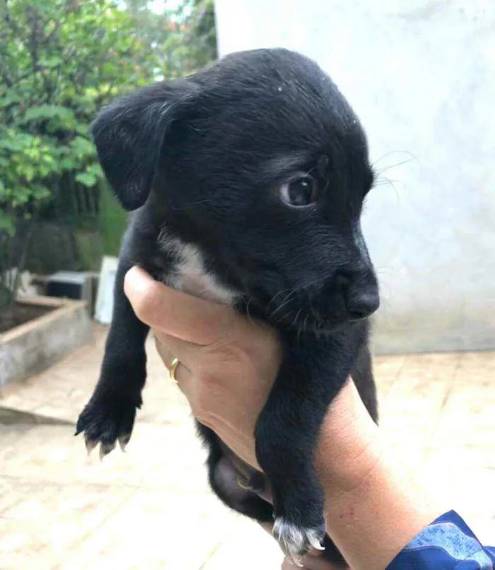 Cachorro ra a  idade Abaixo de 2 meses nome Filhotes