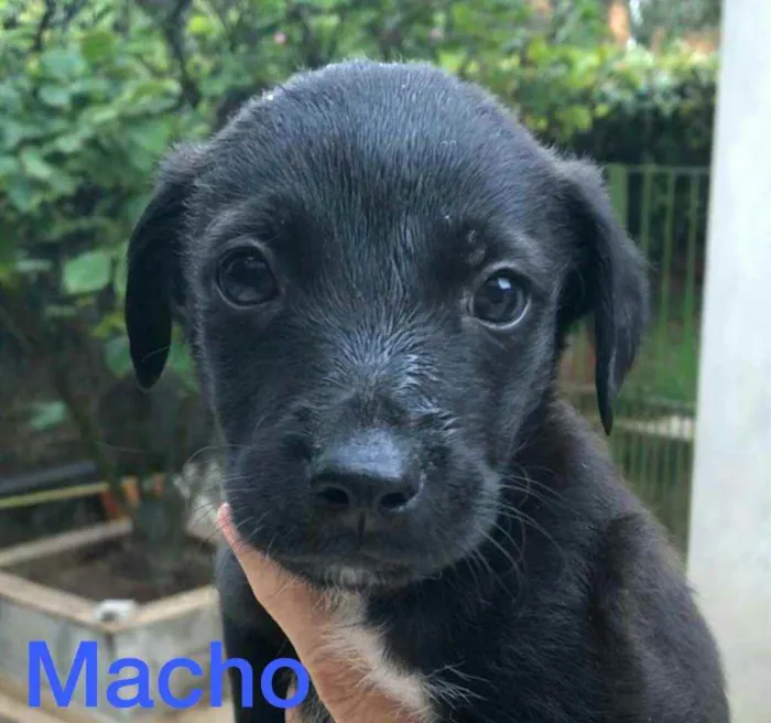 Cachorro ra a  idade Abaixo de 2 meses nome Filhotes