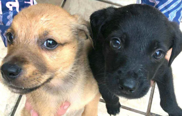 Cachorro ra a  idade Abaixo de 2 meses nome Filhotes