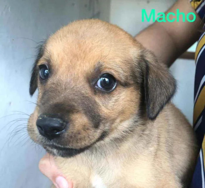 Cachorro ra a  idade Abaixo de 2 meses nome Filhotes