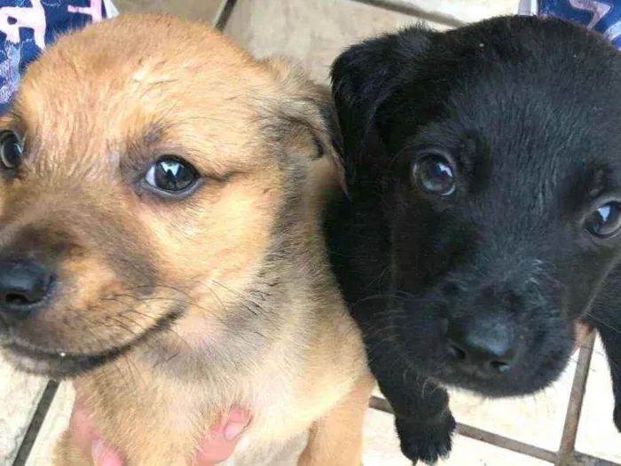 Cachorro ra a  idade Abaixo de 2 meses nome Filhotes