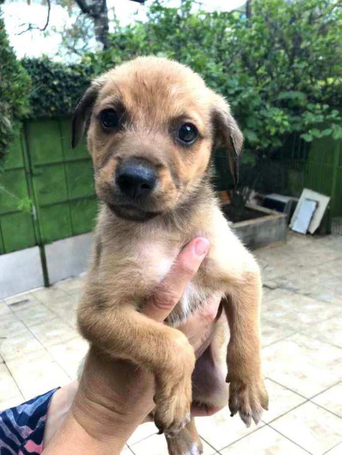 Cachorro ra a  idade Abaixo de 2 meses nome Filhotes