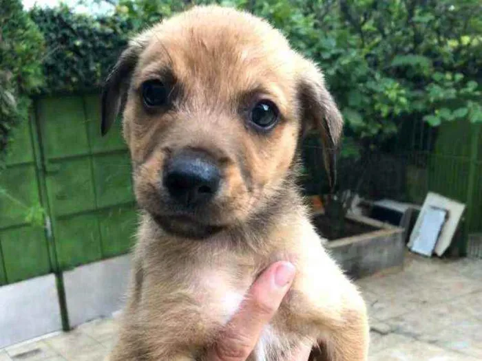 Cachorro ra a  idade Abaixo de 2 meses nome Filhotes