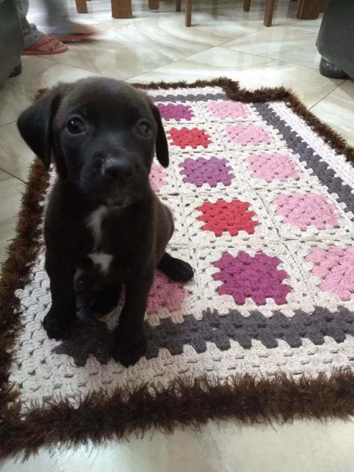 Cachorro ra a Vira lata idade Abaixo de 2 meses nome Rex