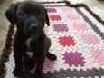 Rex