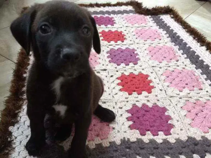 Cachorro ra a Vira lata idade Abaixo de 2 meses nome Rex