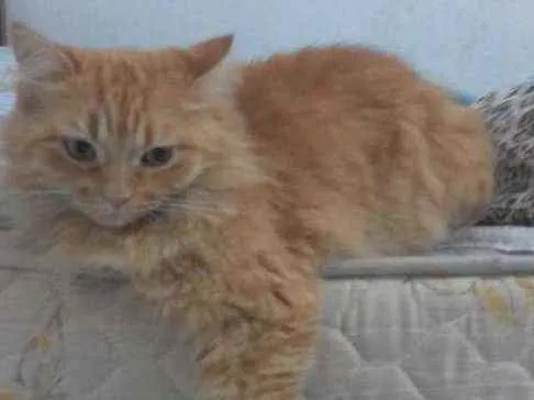 Gato raça Vira lata idade 4 anos nome Dory