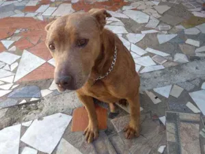 Cachorro raça Pitbull idade 1 ano nome Pitty