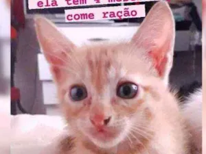 Gato raça  idade 2 a 6 meses nome Sem nome