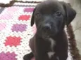 Rex
