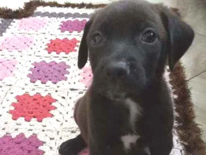 Cachorro ra a Vira lata idade Abaixo de 2 meses nome Rex