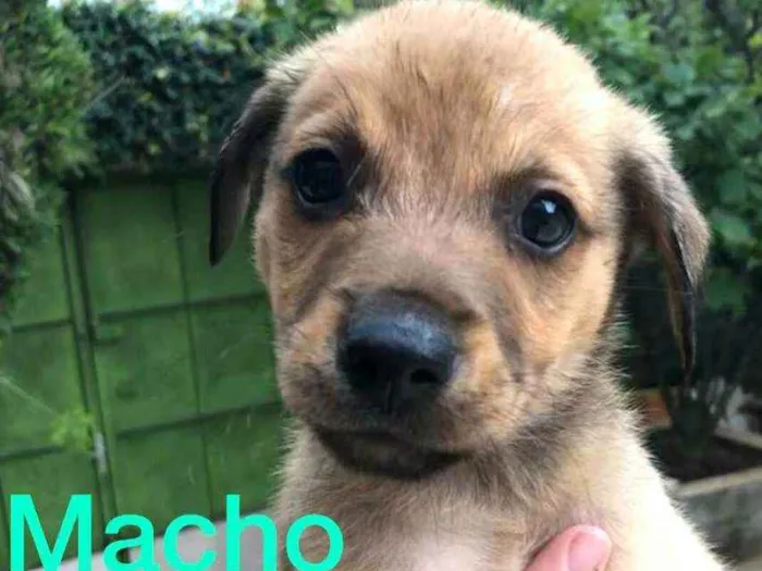 Cachorro ra a  idade Abaixo de 2 meses nome Filhotes