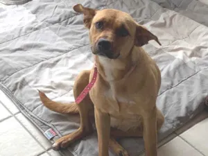 Cachorro raça SRD-ViraLata idade 2 anos nome Love