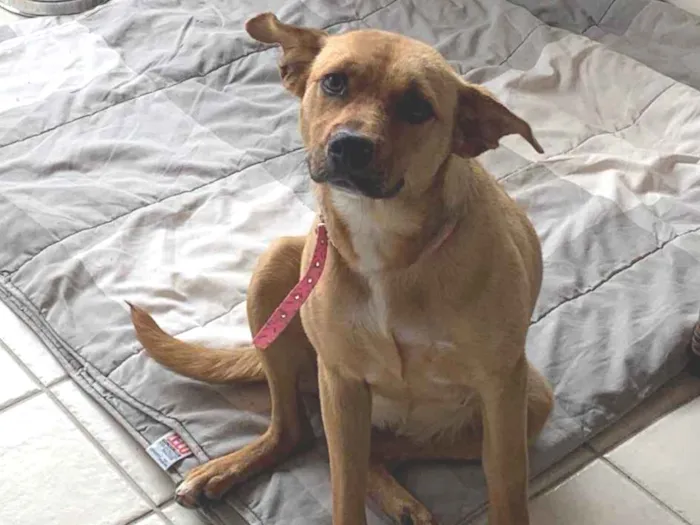 Cachorro ra a SRD-ViraLata idade 2 anos nome Love