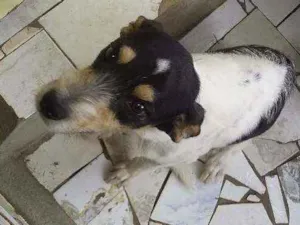 Cachorro raça Vira lata idade 1 ano nome Major