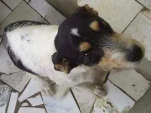 Cachorro raça Vira lata idade 1 ano nome Major 