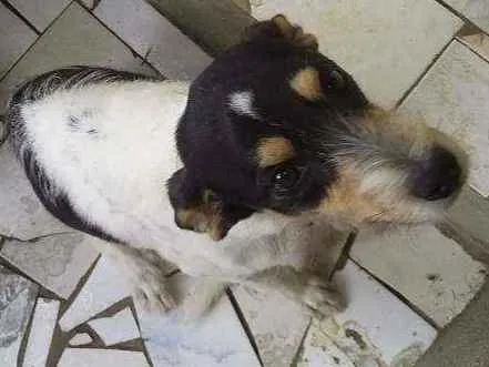 Cachorro ra a Vira lata idade 1 ano nome Major 