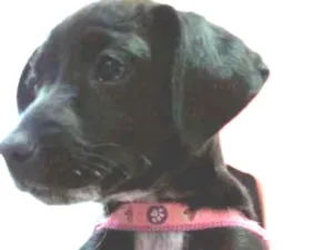 Cachorro raça SRD-ViraLata idade 2 a 6 meses nome Isabela