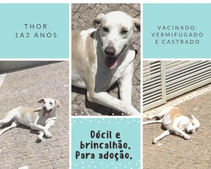 Cachorro ra a Srd idade 2 anos nome Thor