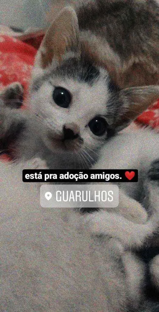 Gato ra a Vira-lata. idade 2 a 6 meses nome Buchinhos de leite