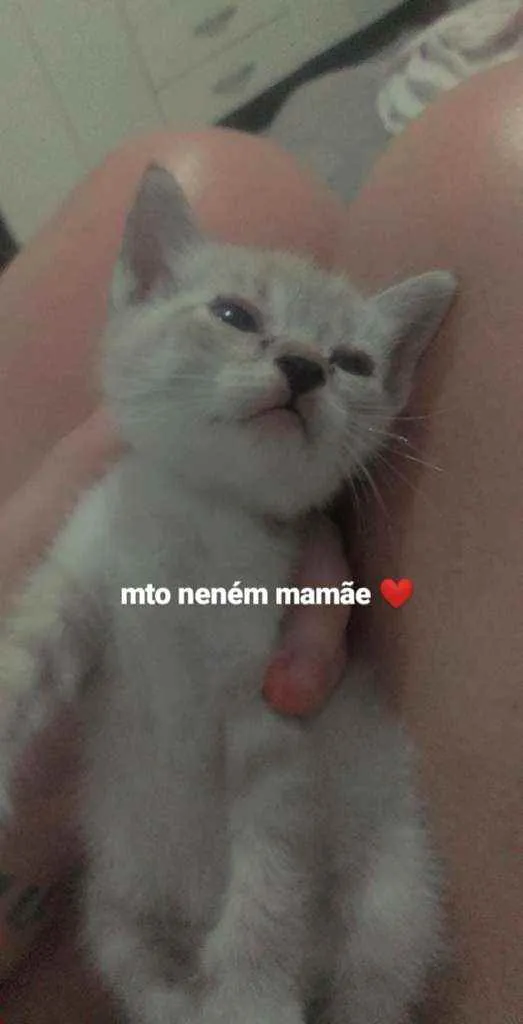 Gato ra a Vira-lata. idade 2 a 6 meses nome Buchinhos de leite