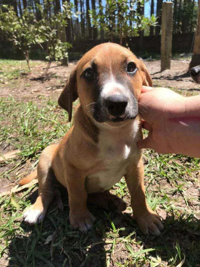 Cachorro raça SRD idade 2 a 6 meses nome Bruninho