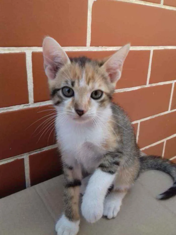 Gato ra a SRD idade 2 a 6 meses nome S/n