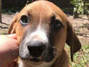Cachorro raça SRD idade 2 a 6 meses nome Bruninho