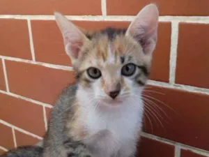 Gato raça SRD idade 2 a 6 meses nome S/n