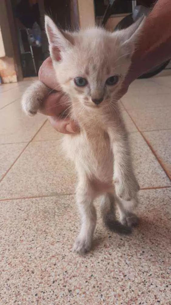 Gato ra a indefinida idade 2 a 6 meses nome a escolher