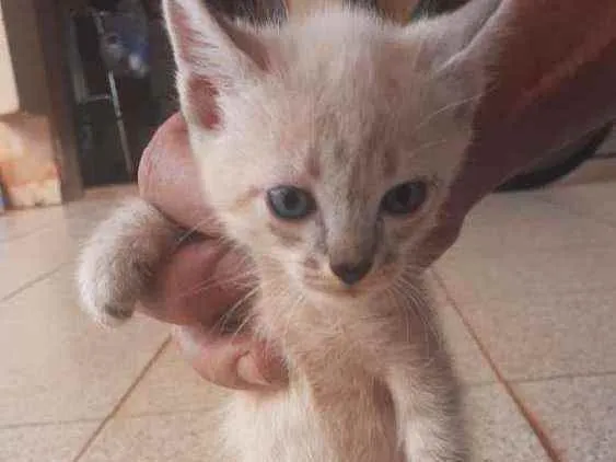Gato ra a indefinida idade 2 a 6 meses nome a escolher