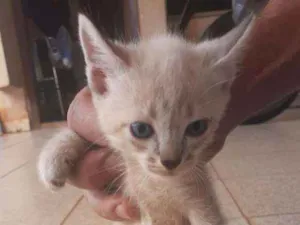 Gato raça indefinida idade 2 a 6 meses nome a escolher