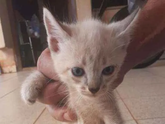 Gato ra a indefinida idade 2 a 6 meses nome a escolher
